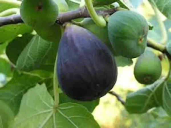 3 Fig Tree Black Mission Ficus Carica Starter Plant Edible Fig Fruit