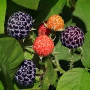 3 Glencoe Raspberry Plants Thornless Purple Edible Fruit Garden Starter