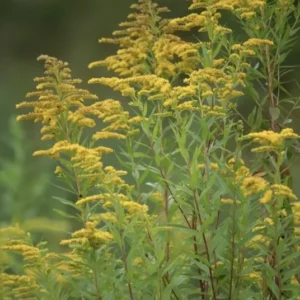 3 Goldenrod Plants Bare Roots | Solidago Nemoralis, Native Pollinator