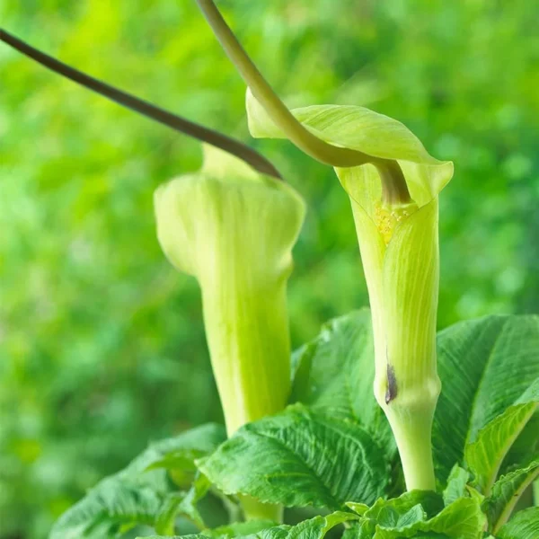 3 Jack-in-the-Pulpit Plant | Arisaema Triphyllum, Unique Green and Brown Flowers, Shade Plant