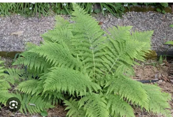 3 Lady Fern Athyrium filix femina Native Woodland Bare Root Wildflower – Organic, Sustainable