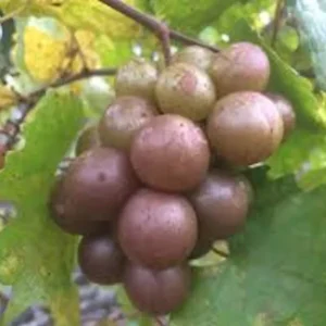 3 Muscadine Grape Plant Vitis Rotundifolia Carlos Sweet Edible Vine - Live Starter