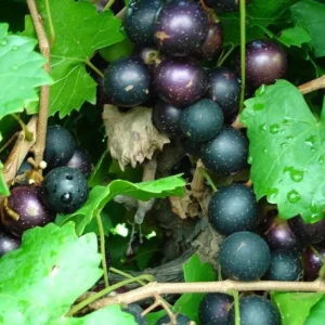 3 Muscadine Grape Starter Plants, Edible & Cold-Hardy Vitis spp, Perfect for Wine & Landscaping