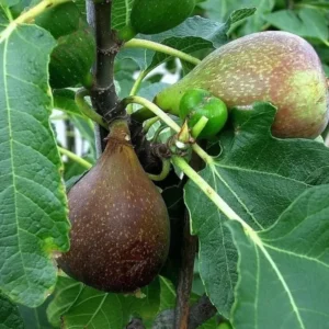 3 Olympian FigTree Starter - Ficus carica Live Bare Root Fruit Plant