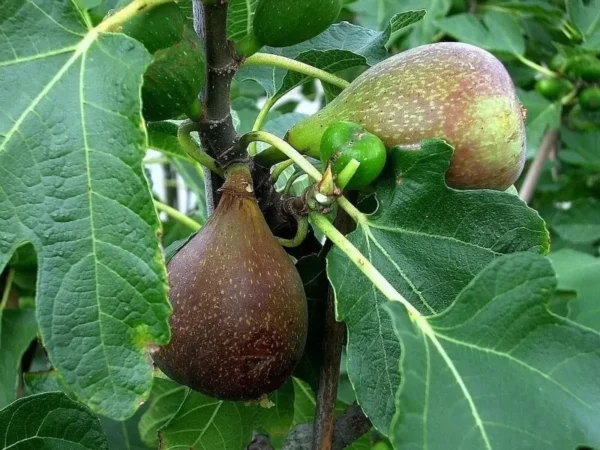 3 Olympian FigTree Starter - Ficus carica Live Bare Root Fruit Plant