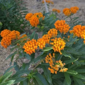 3 Orange Butterfly Milkweed Bare-root | Asclepias Tuberosa, Pollinator Plant