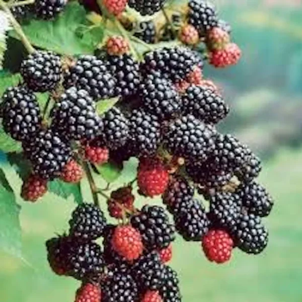 3 Prime-Ark 45 Blackberry Plants Floricane Edible Fruit Fast Growing