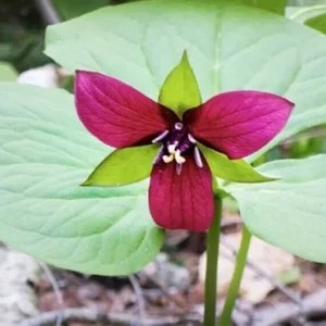 3 Purple Trillium Bulbs | Trillium Erectum | Organic Wildflower Shade