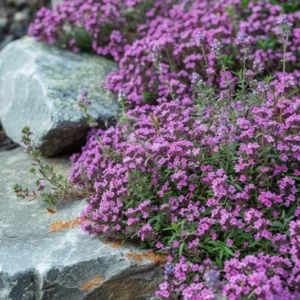 3 Red Creeping Thyme 4'in Pot | Vibrant Pink & Purple Blooms, Low-Maintenance Ground Cover