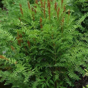 3 Royal Fern Osmunda Regalis Bare-root - Ornamental Fern for Wetlands - Tall Variety