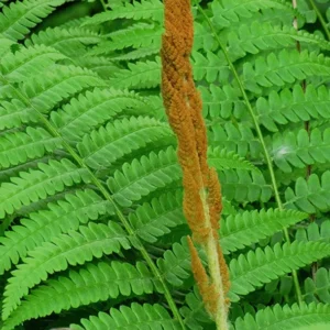 3 Small Cinnamon Fern - Bare Root, Perennial, Shade-Loving