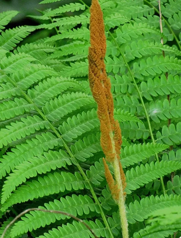 3 Small Cinnamon Fern - Bare Root, Perennial, Shade-Loving