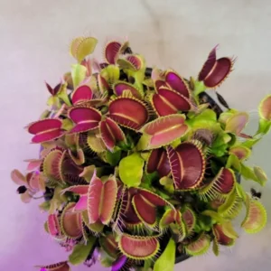 3 Small Giant Venus Flytraps - Live Carnivorous Plants - 3in Pot