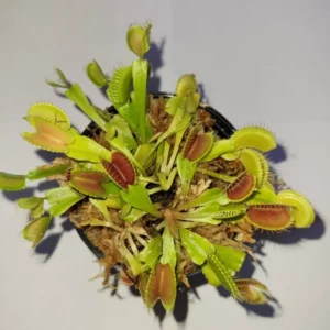 3 Small Venus Flytraps - Live Carnivorous Plants (Dionaea Muscipula) 3-Inch Pot