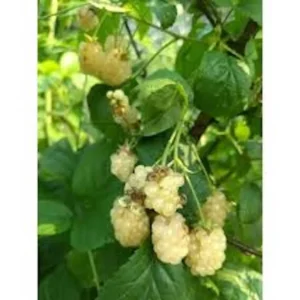 3 Snowbank Blackberry Plants Starter Rubus White Blackberry Edible Fruit