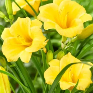 3 Stella D'Oro Daylily Bare Root Mini Border Lily - Cold Hardy Perennial - Gold Flowers