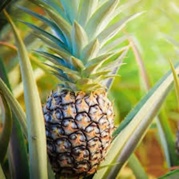 3 Sugarloaf Pineapple Plant Kona Sugarloaf Edible Starter Ananas comosus