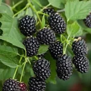 3 Sweetie Pie Blackberry Starter Plant Rubus Non GMO Bare Root