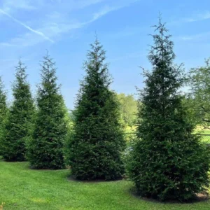 3 Thuja Green Giant Arborvitae 2.5 in Pot - Fast Growing Hedge