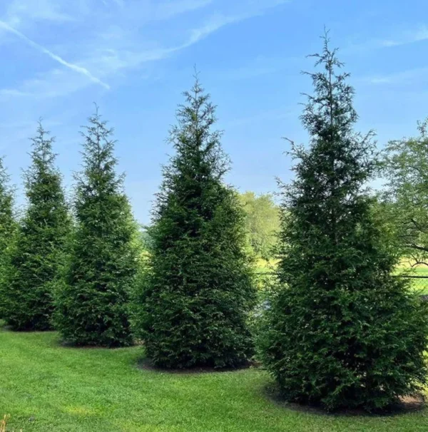 3 Thuja Green Giant Arborvitae 2.5 in Pot - Fast Growing Hedge