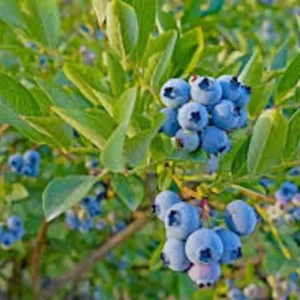 3 Top Hat Dwarf Blueberry Bush Starter Plant Edible Fruit Compact