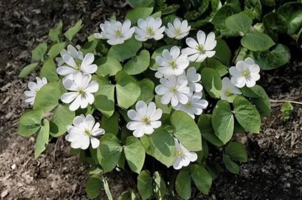 3 Twin Leaf Plant Bareroot Jeffersonia Diphylla - Organic Perennial Wildflower for Woodland Gardens