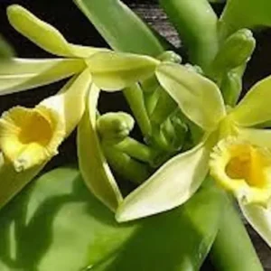 3 Vanilla Bean Orchid Plants Vanilla planifolia Edible Fast-Growing