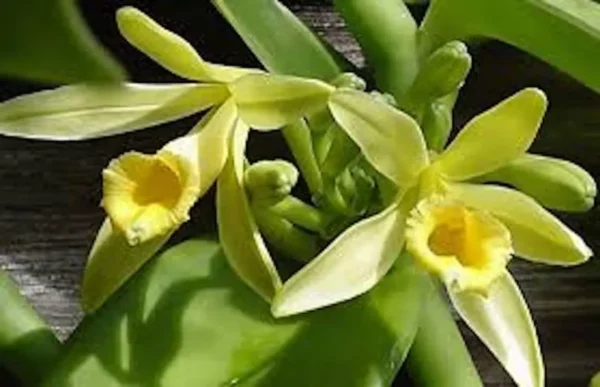 3 Vanilla Bean Orchid Plants Vanilla planifolia Edible Fast-Growing