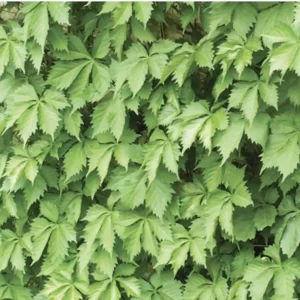 3 Virginia Creeper Vines Bare Root Perennial Climbing Trellis Vine