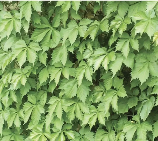 3 Virginia Creeper Vines Bare Root Perennial Climbing Trellis Vine