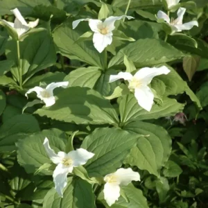 3 White Trillium Bulbs | Trillium Grandiflorum | Organic Wildflower Shade