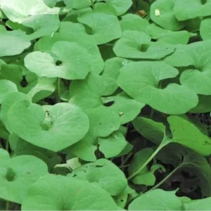 3 Wild Ginger Plant Roots Asarum Canadense - Bare Root Native Wildflower for Woodland Gardens