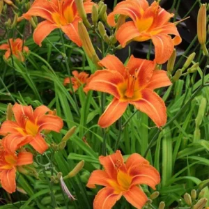 3 Wild Hemerocallis Orange Daylily Bare-root | Perennial, Vibrant Blooms, 5-6''