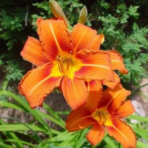 3 Wild Hemerocallis Orange Daylily Bare-root | Perennial, Vibrant Blooms, 5-6''