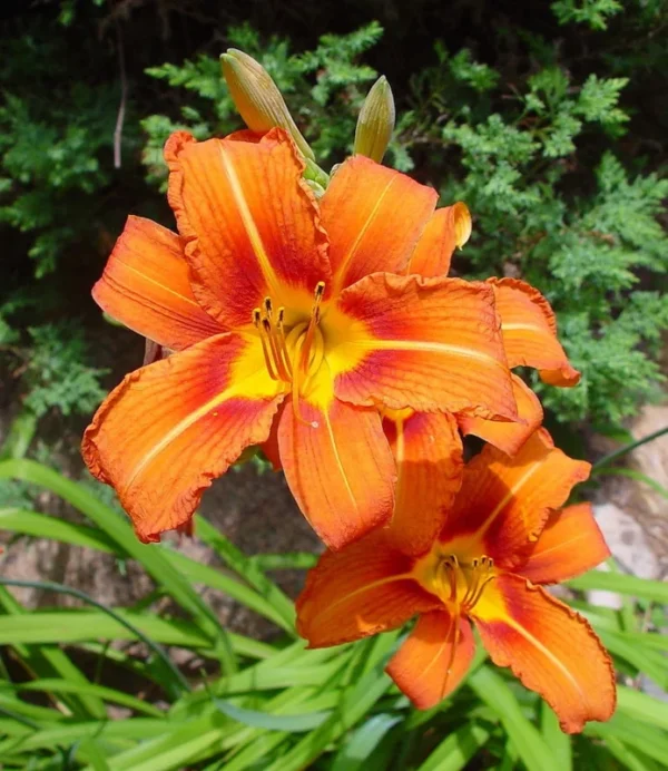 3 Wild Hemerocallis Orange Daylily Bare-root | Perennial, Vibrant Blooms, 5-6''