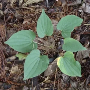 3 Wild Yam Plants Bare Root Dioscorea Perennial Organic Vine Bulbs Wildflower