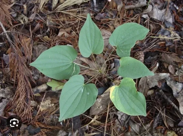 3 Wild Yam Plants Bare Root Dioscorea Perennial Organic Vine Bulbs Wildflower