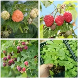 4 Mixcolor Raspberry Plants - Live Red Purple Yellow Raspberry Bush Plants - Mixed Color Fruit Tree