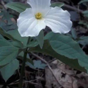 4 White Trillium - Perennial Wildflower - Trillium Grandiflorum - Bare Root