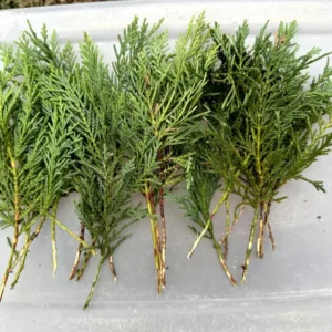 40 Leyland Cypress Tree Cuttings - Fast Growing Evergreen for Privacy Screen