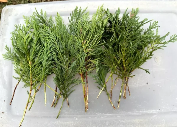 40 Leyland Cypress Tree Cuttings - Fast Growing Evergreen for Privacy Screen