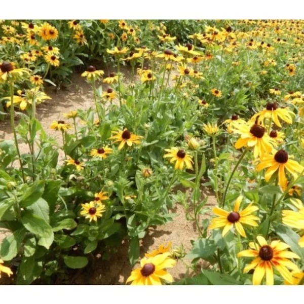 5 Back Eye Susan Bare-root | Rudbeckia Hirta, Pollinator-Friendly, Golden Flowers