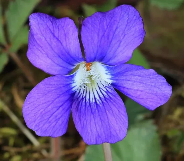 5 Blue Garden Violet Bare-root Rhizomes - Viola Papilionacea Wild Violets