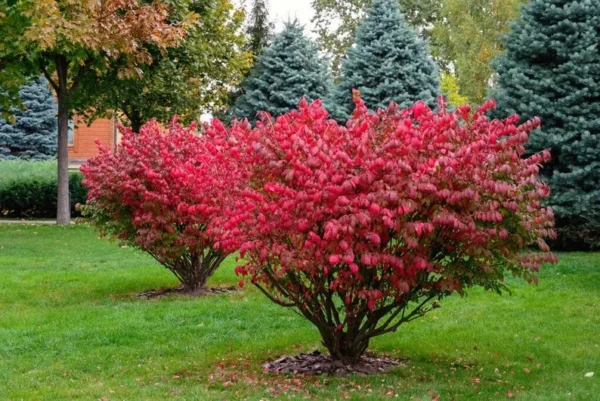 5 Burning Bush Bare-root (Euonymus Alatus Compacta) - Deciduous Shrub - 6-12 Inch Tall