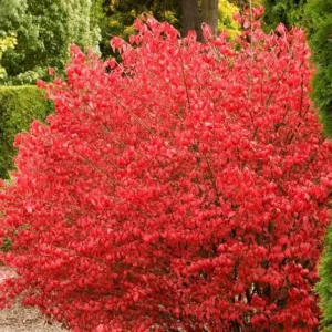 5 Burning Bush Bare-root (Euonymus Alatus Compacta) - Deciduous Shrub - 6-12 Inch Tall