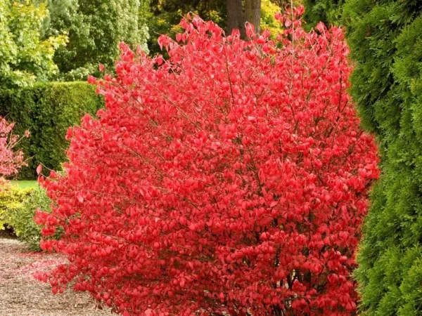 5 Burning Bush Bare-root (Euonymus Alatus Compacta) - Deciduous Shrub - 6-12 Inch Tall