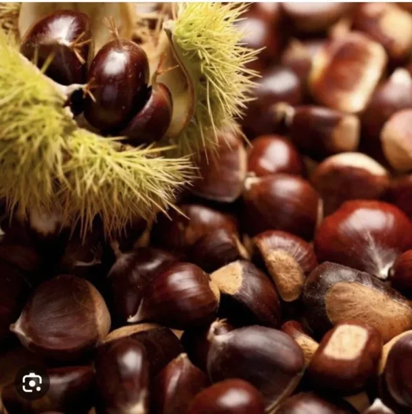 5 Dunstan American Chestnuts Tree Seeds | Hybrid Edible Chestnut