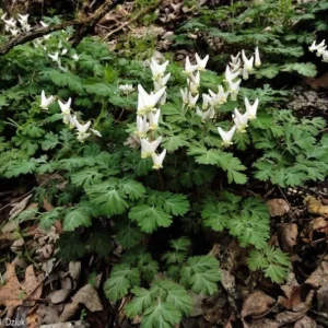 5 Dutchman Breeches Bulbs - White/Pink - Premium Perennial Wildflower for Shade Gardens