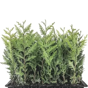 5 Emerald Green Arborvitae Tree Thuja Starter Plant Shrub Landscape Privacy