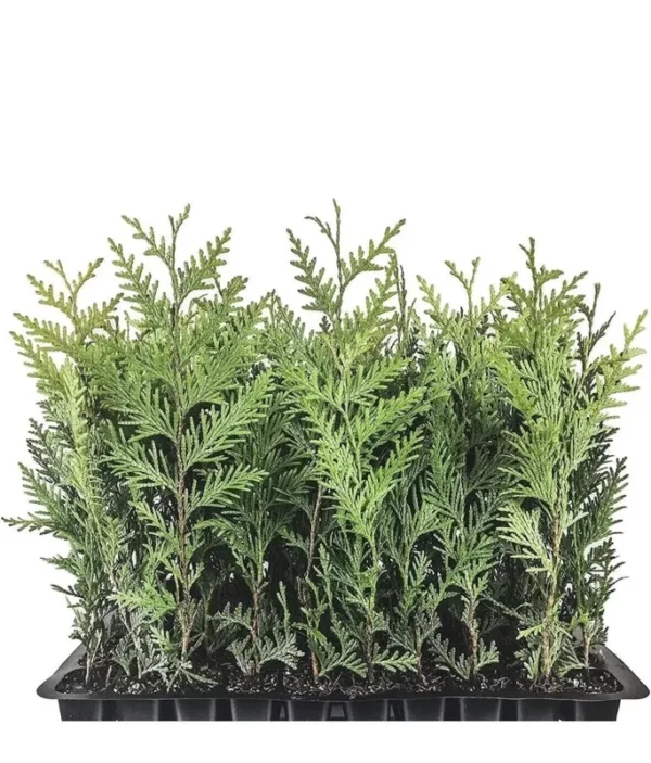 5 Emerald Green Arborvitae Tree Thuja Starter Plant Shrub Landscape Privacy